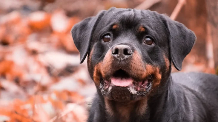 Rottweiler Dog photo
