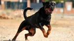 Rottweiler Dog photo