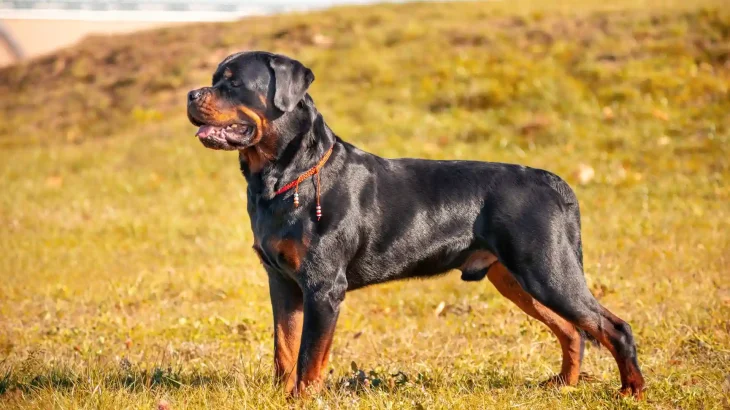 Rottweiler Dog photo
