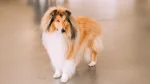 Rough Collie Dog photo