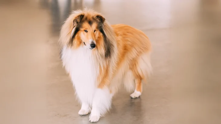 Rough Collie Dog photo