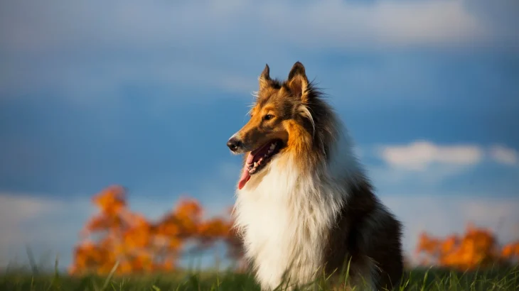 Rough Collie Dog photo