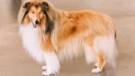 Rough Collie Dog photo