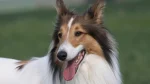 Rough Collie Dog photo