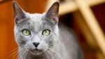 Russian Blue Cat photo