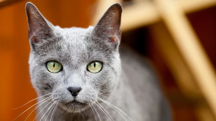 Russian Blue Cat photo