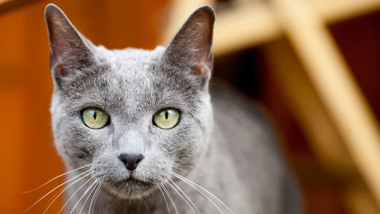 Russian Blue Cat photo