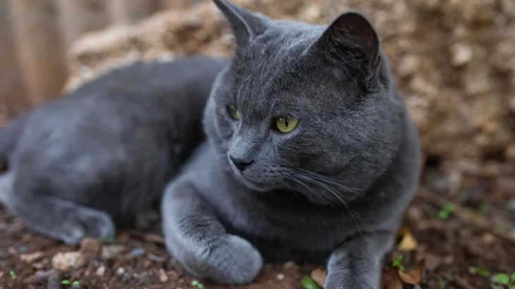 Russian Blue Cat photo