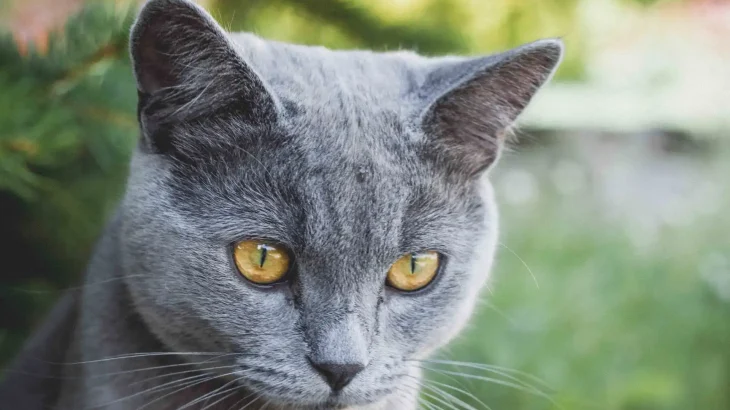 Russian Blue Cat photo