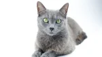 Russian Blue Cat photo