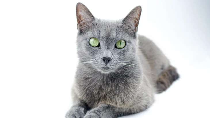 Russian Blue Cat photo