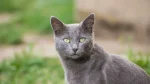 Russian Blue Cat photo