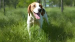 Russian Harlequin Hound Dog photo