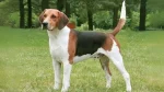 Russian Harlequin Hound Dog photo