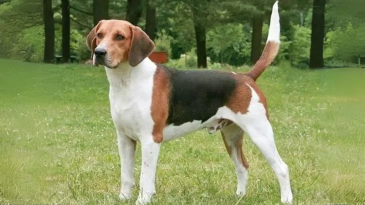 Russian Harlequin Hound Dog photo