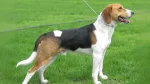 Russian Harlequin Hound Dog photo