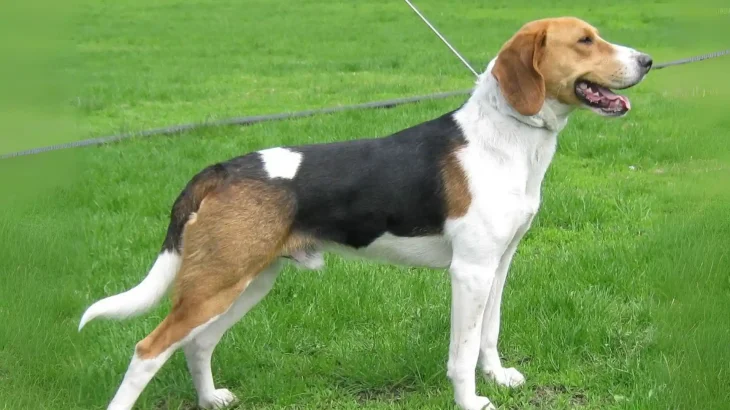 Russian Harlequin Hound Dog photo