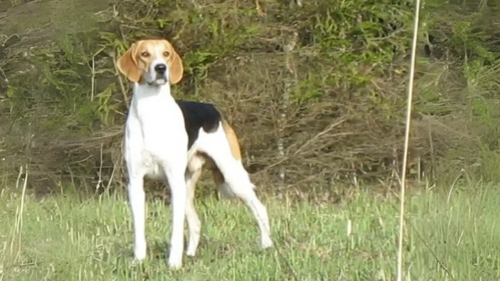 Russian Harlequin Hound Dog photo
