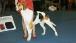Russian Harlequin Hound Dog photo