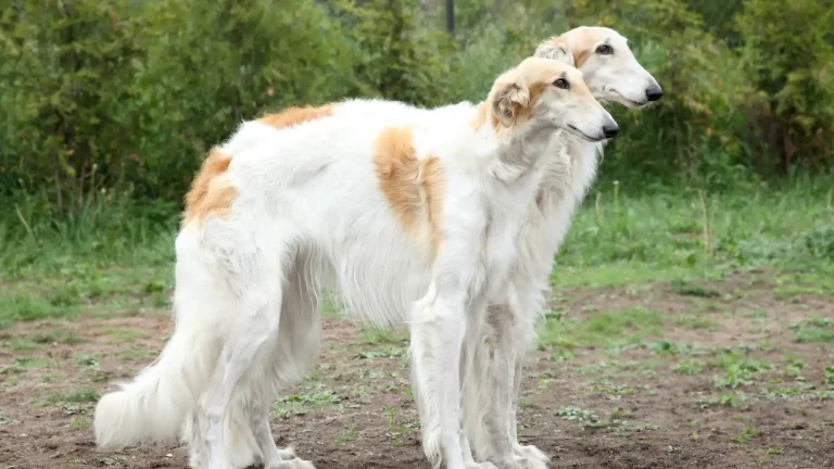 Russian Hound Dog photo