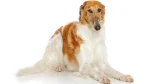 Russian Hound Dog photo