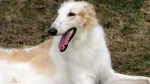Russian Hound Dog photo
