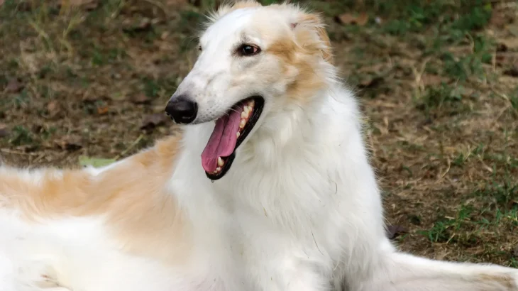 Russian Hound Dog photo