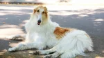 Russian Hound Dog photo