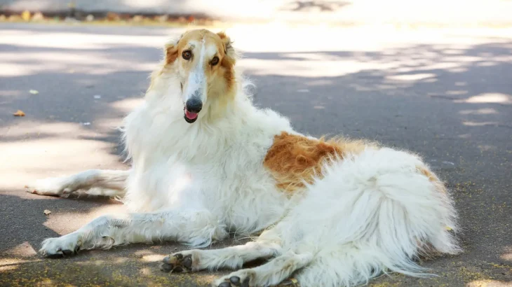Russian Hound Dog photo