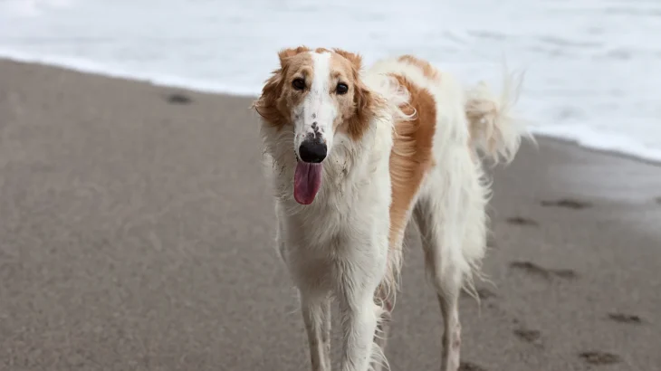 Russian Hound Dog photo