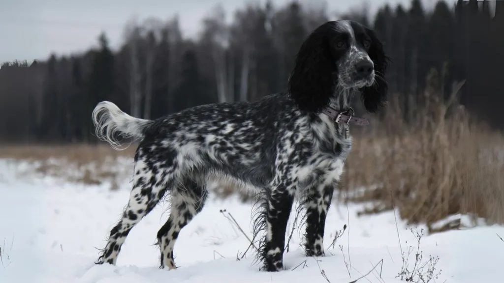 Russian Spaniel Dog photo