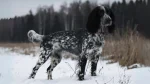 Russian Spaniel Dog photo