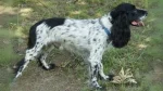 Russian Spaniel Dog photo
