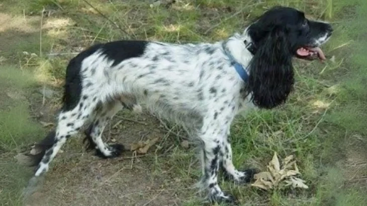 Russian Spaniel Dog photo