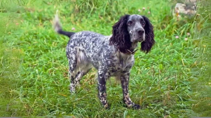 Russian Spaniel Dog photo