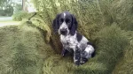 Russian Spaniel Dog photo