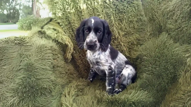 Russian Spaniel Dog photo