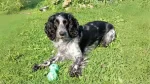 Russian Spaniel Dog photo