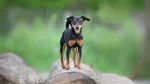 Russian Toy Dog photo