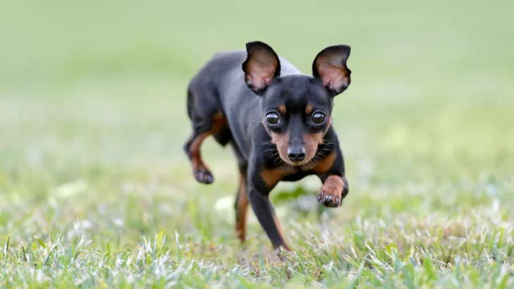 Russian Toy Dog photo