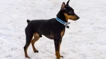 Russian Toy Dog photo