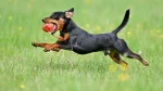 Russian Toy Dog photo