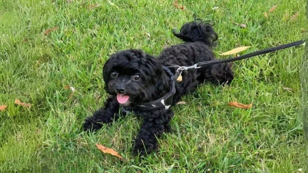 Russian Tsvetnaya Bolonka Dog photo