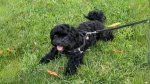 Russian Tsvetnaya Bolonka Dog photo