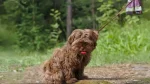 Russian Tsvetnaya Bolonka Dog photo