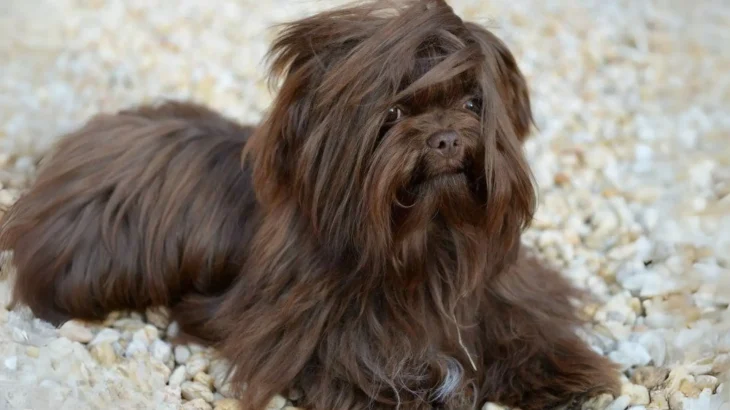 Russian Tsvetnaya Bolonka Dog photo