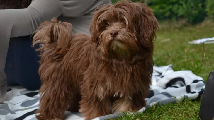 Russian Tsvetnaya Bolonka Dog photo