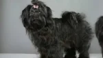 Russian Tsvetnaya Bolonka Dog photo
