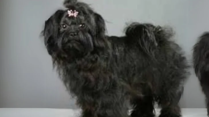 Russian Tsvetnaya Bolonka Dog photo