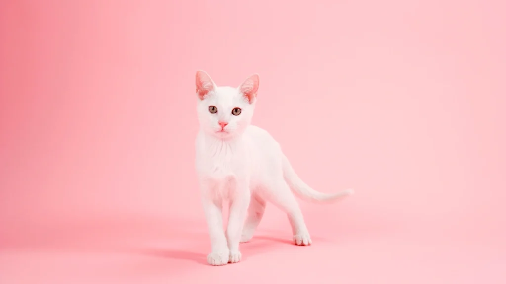 Russian White Cat photo